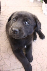 cane
